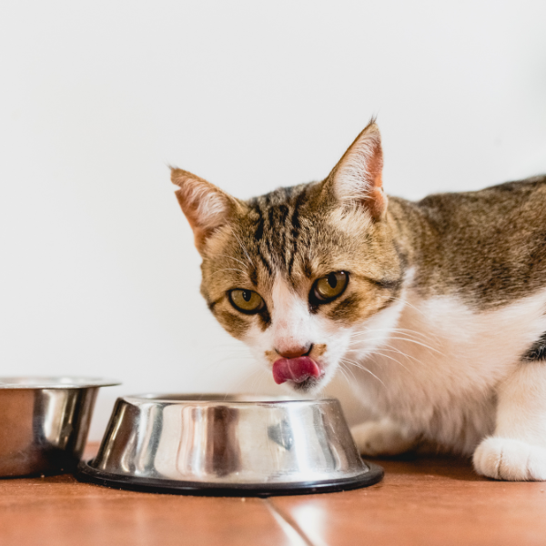 Cat eating dinner Tabby cat eating from a bowl licking its lips