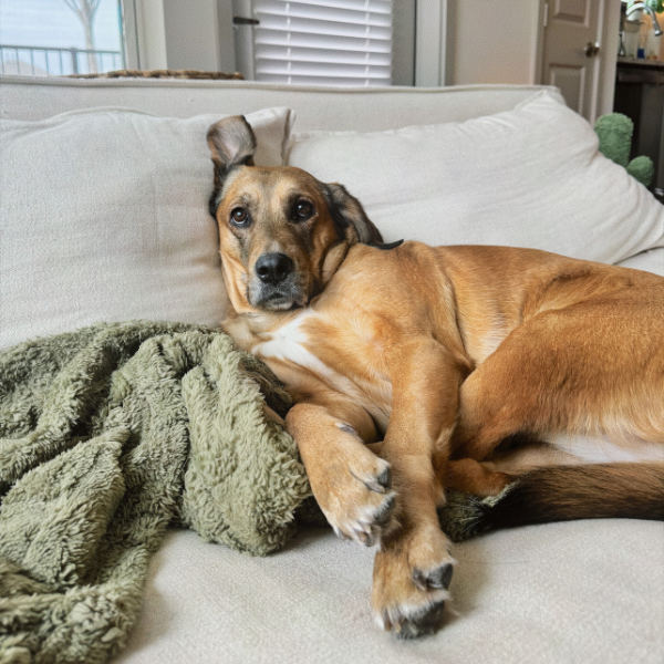 Relaxed Dog_Couch Dog cosy on a couch