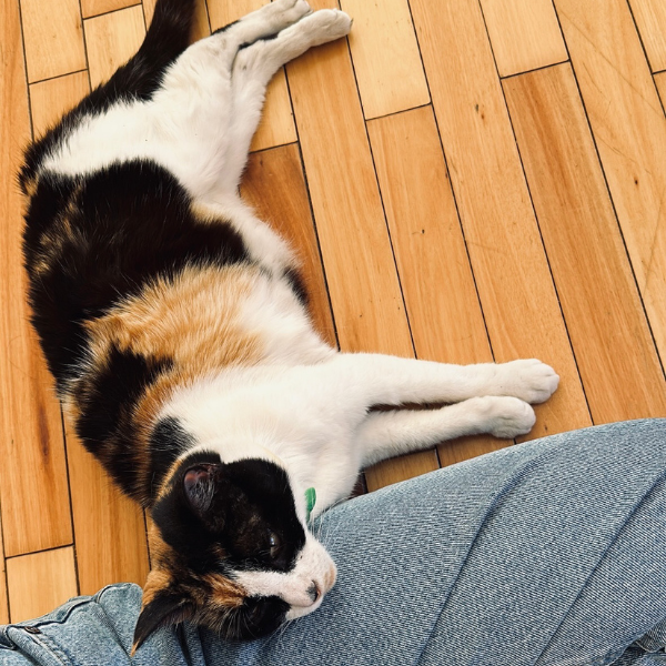 Relaxed Cat Relaxed cat laying on the floor resting its head on a persons lap