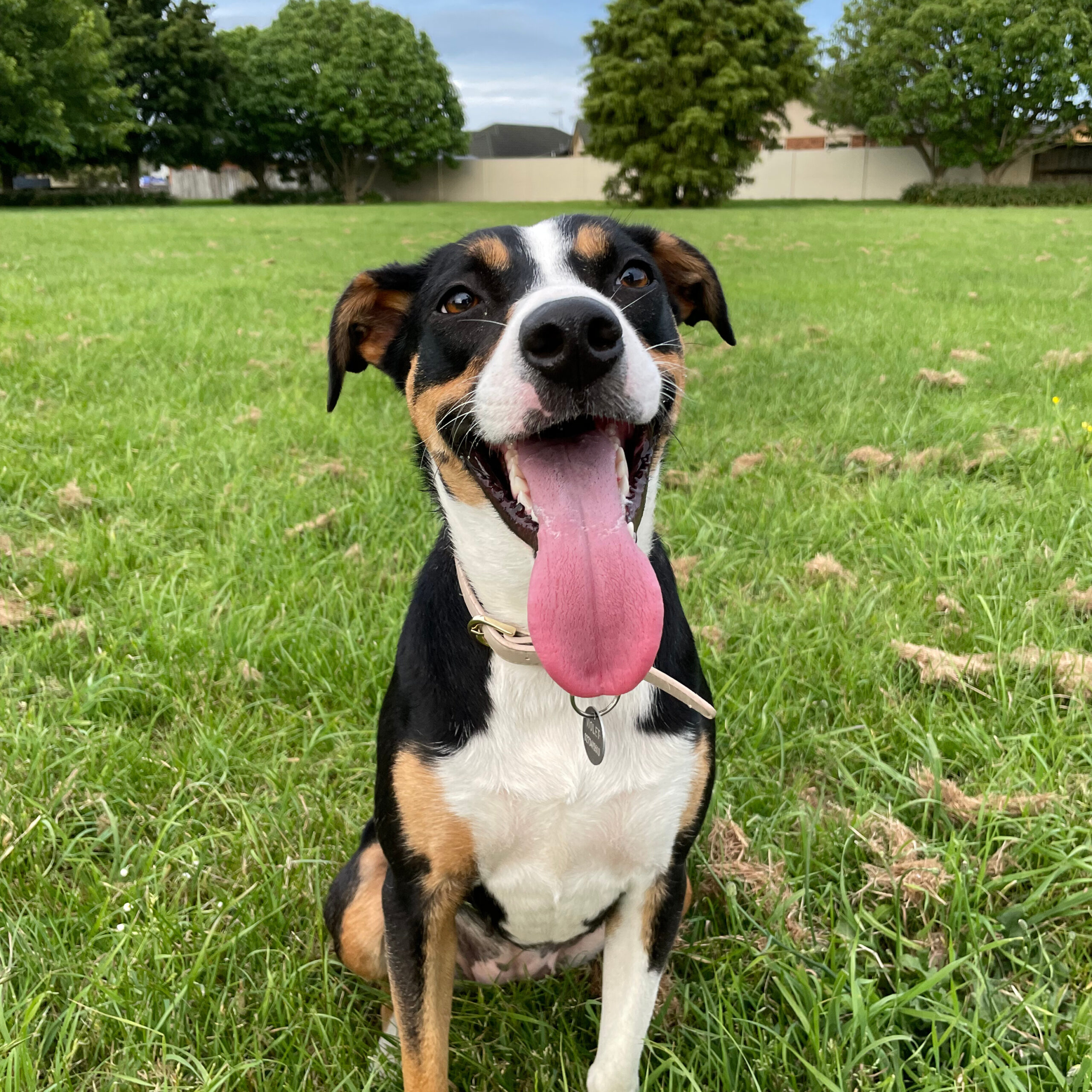 heading dog_violet Happy dog in a park in South Auckland with their mouth open and tongue sticking out